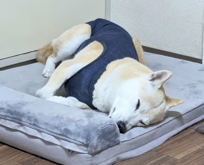 寝ているふうちゃん