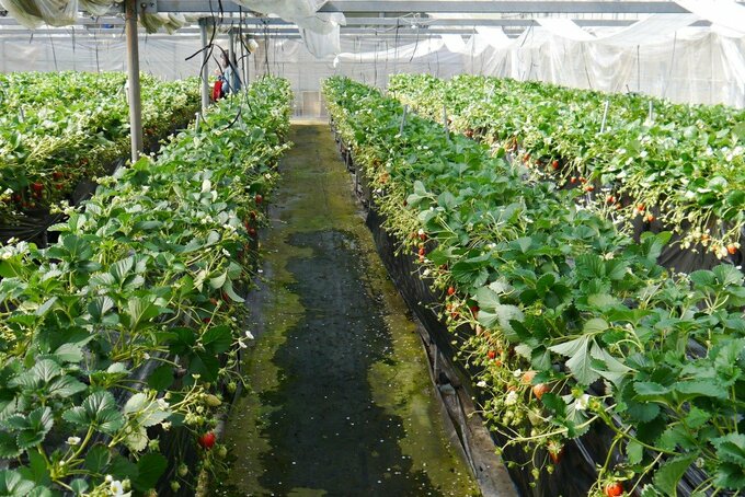 ビニールハウス