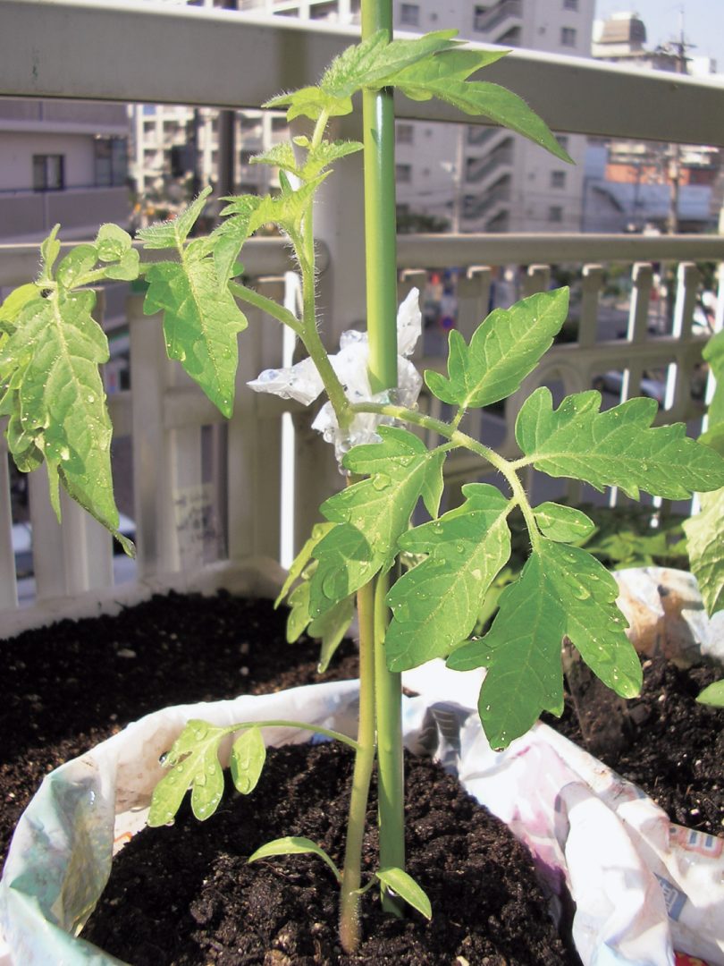 春から始めるベランダ菜園 初心者でできるミニトマトをとれたてのおいしさで Esseonline エッセ オンライン