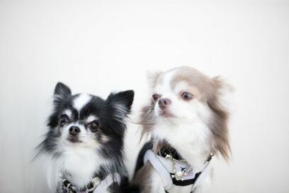 仮住まい探しに四苦八苦。短期、ペットOKで希望の人は時間に余裕を