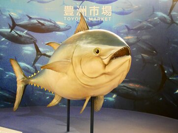 10月オープンの豊洲市場に潜入！マグロ用の床が「緑色」な理由は？