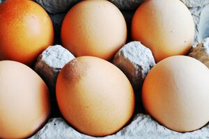 エコブームでニワトリをペットにする家が!?