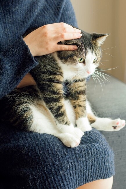 キジトラ柄のアッシュ