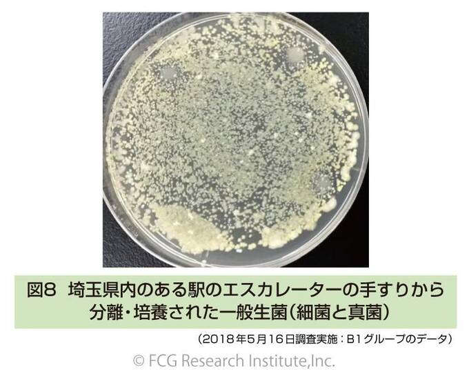 培養された一般生菌