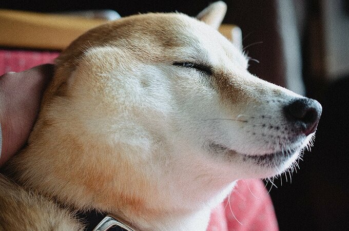 どんな夢を見ているのだろう