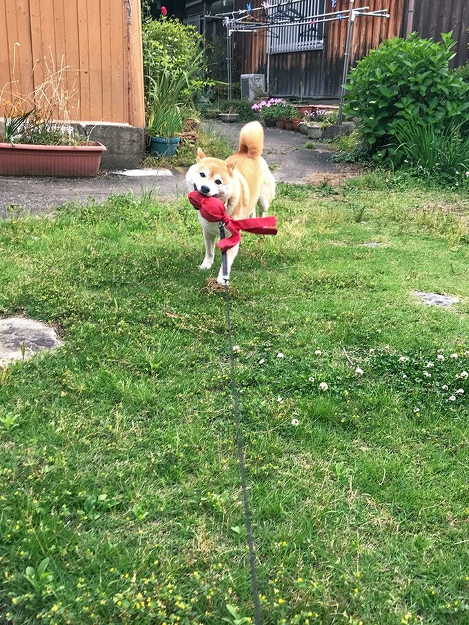 オモチャをくわえた犬