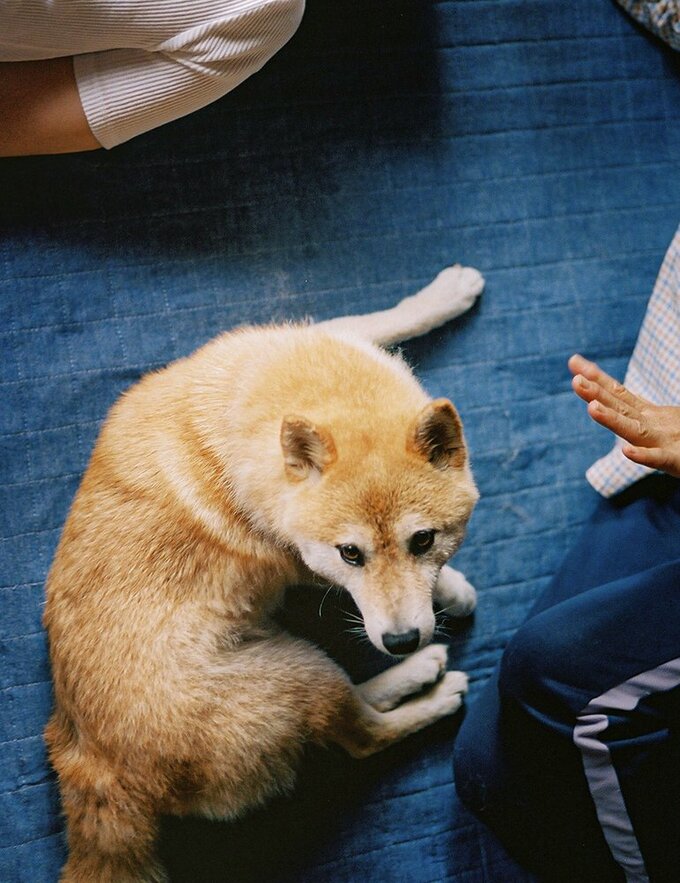 鼻先がまた上がる