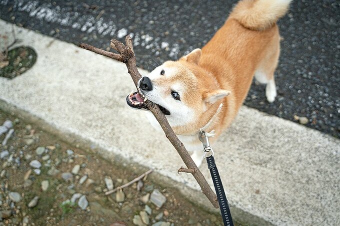 木の棒を加えている犬