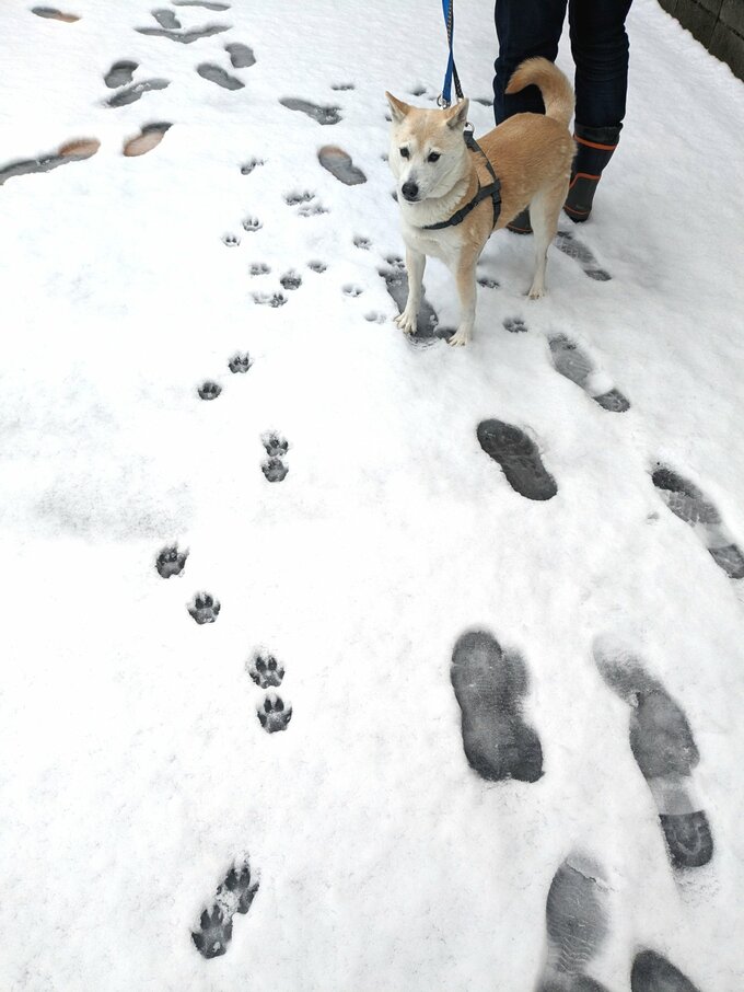 雪と犬