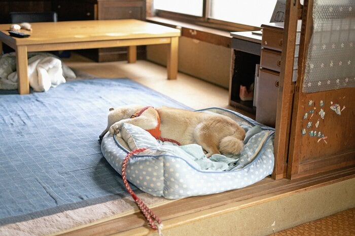 犬の10回目の誕生日。小さな前足に背中を押されて決断したある日のこと