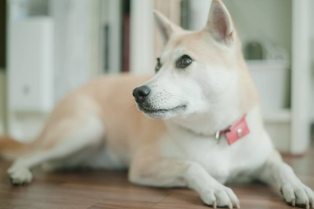 保護犬マンガ ご飯の時間が近づくとソワソワする犬 ときには催促も Esseonline エッセ オンライン