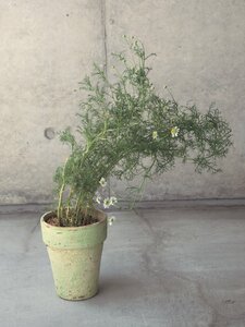 ジャーマンカモミール