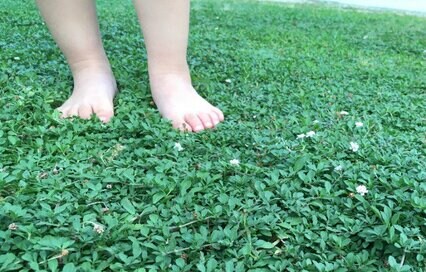 庭を緑の憩いの場に。グラウンドカバープランツを植えれば、雑草むしりがラク