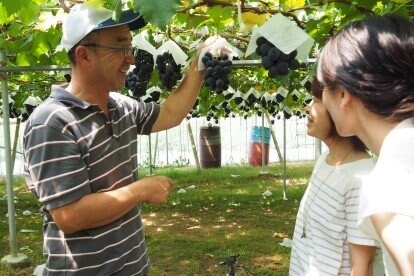 ピオーネを収穫