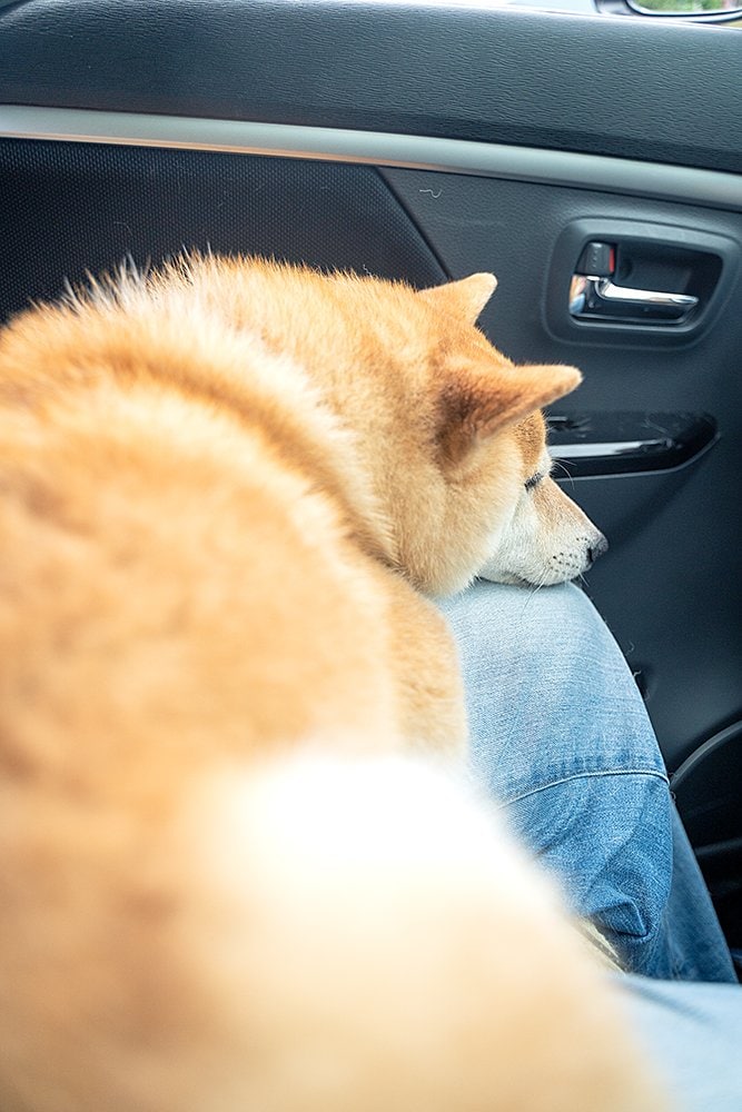 体をくっつけて眠る犬