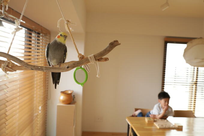 インコの居場所もしっかり確保