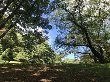 暑すぎる日本の夏で、海や森が教えてくれたこと＜暮らしっく＞