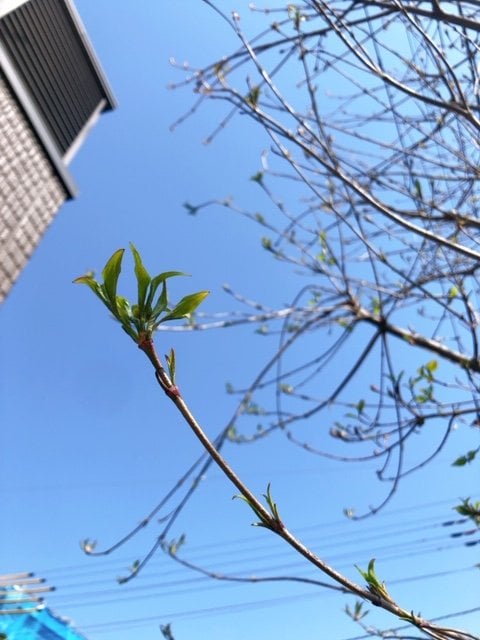 木の枝