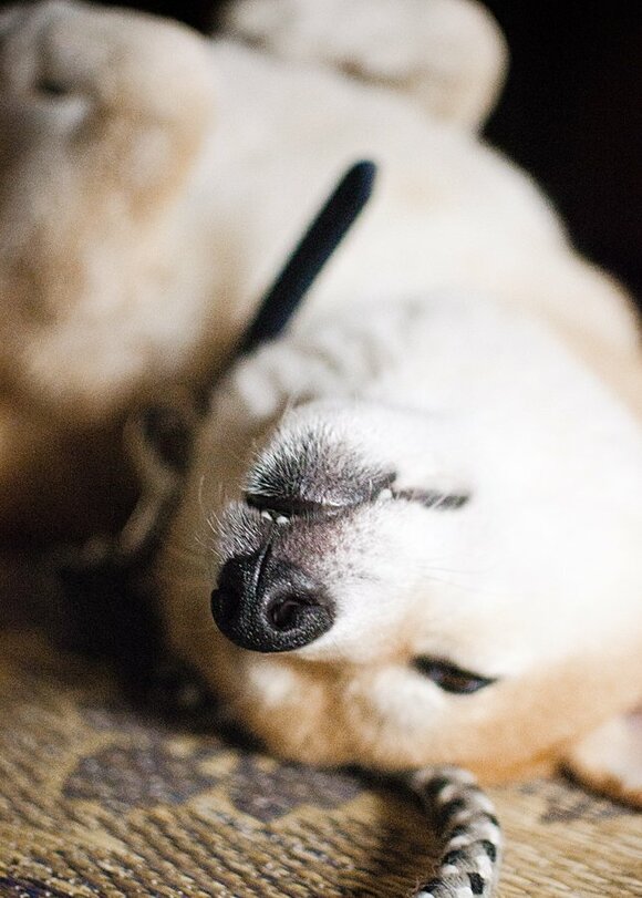 米粒よりも小さな前歯