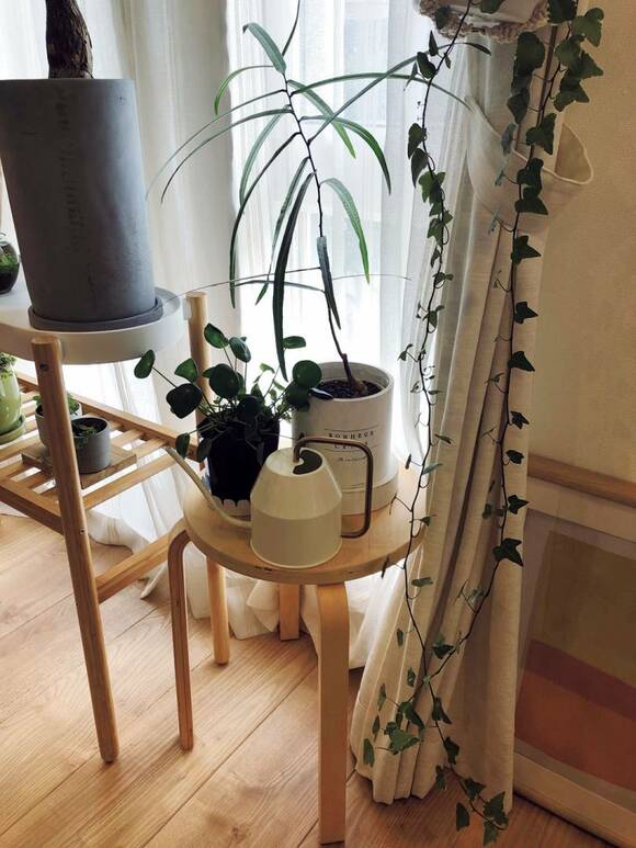 イスの上に植物