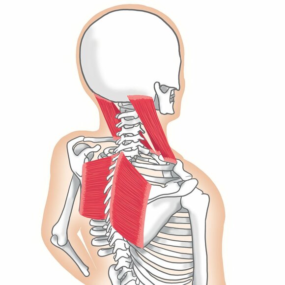 背中頭蓋骨のイラスト