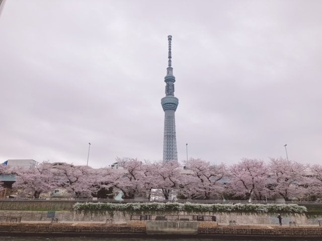 スカイツリーと桜