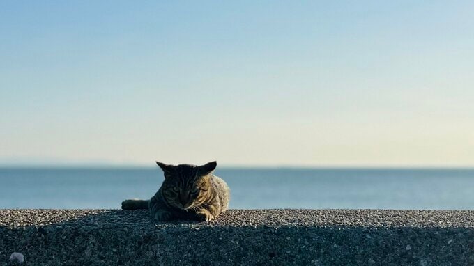 海辺の猫