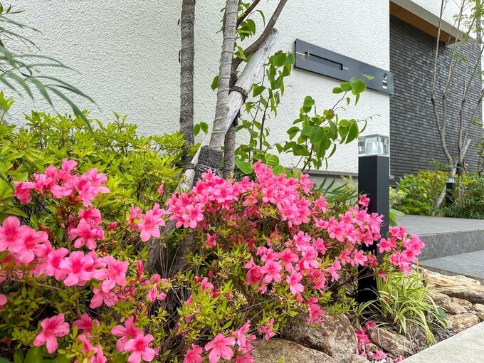 ツツジがきれいな庭