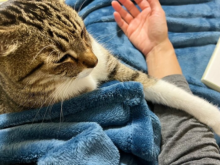 猫好きが「寒い夜」も嫌いになれない理由。猫のかわいさと信頼感に癒や