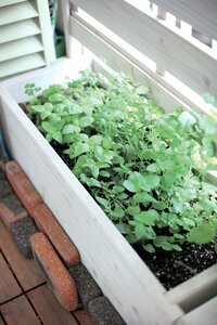 ベランダでハーブを育てて料理に活用