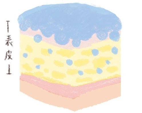 モイスチャライザー肌内部のイメージ
