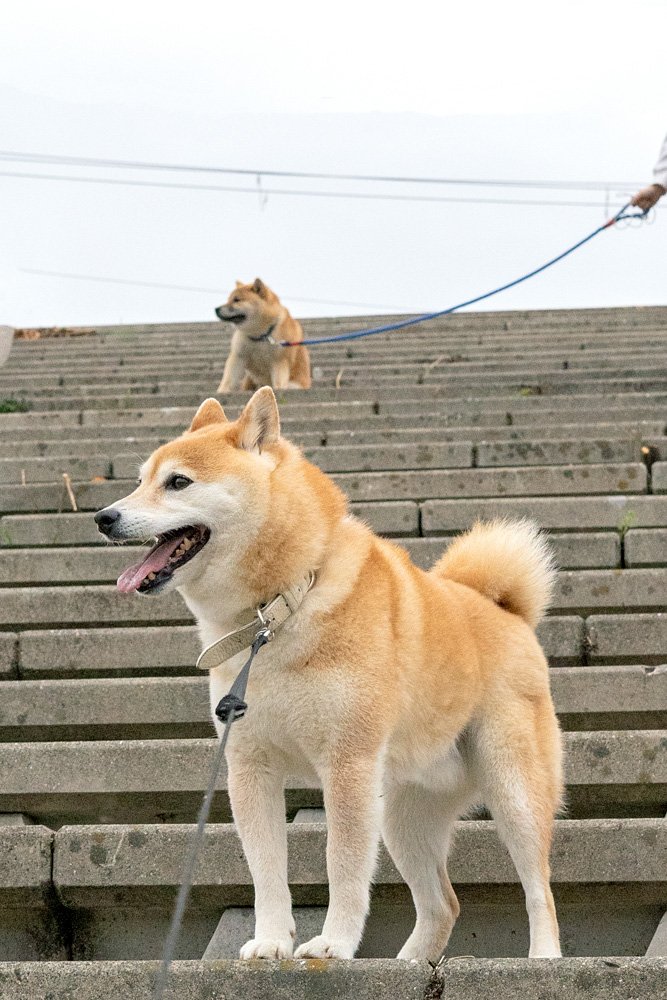 階段に犬2匹