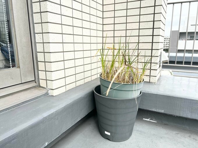 枯れてしまったけれど放置された鉢