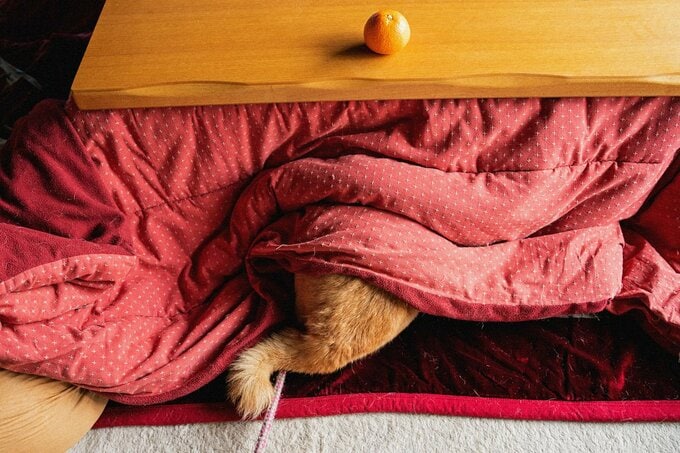 こたつからしっぽ