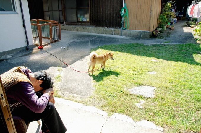 庭と犬