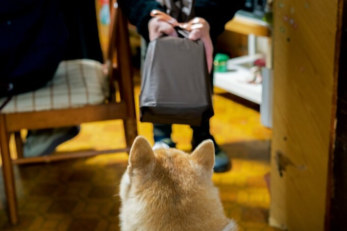 なにかを察知する犬
