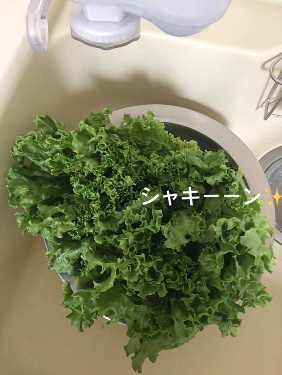 シャキーングリーンレタス