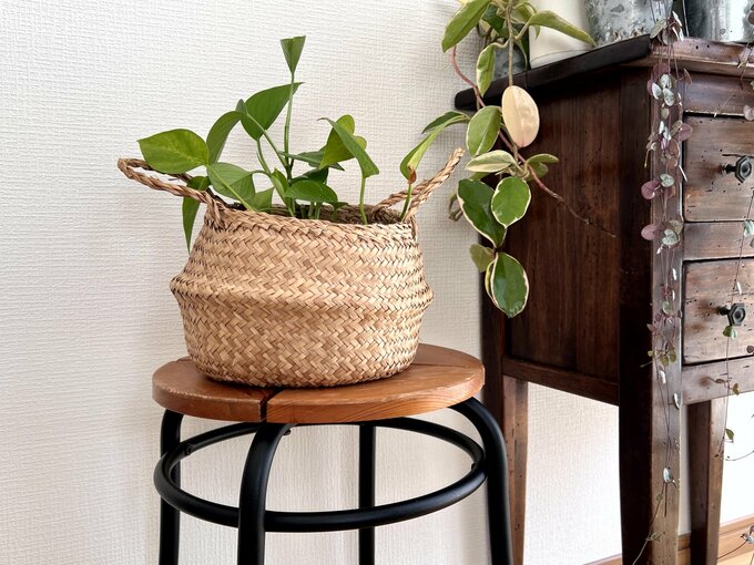 植物