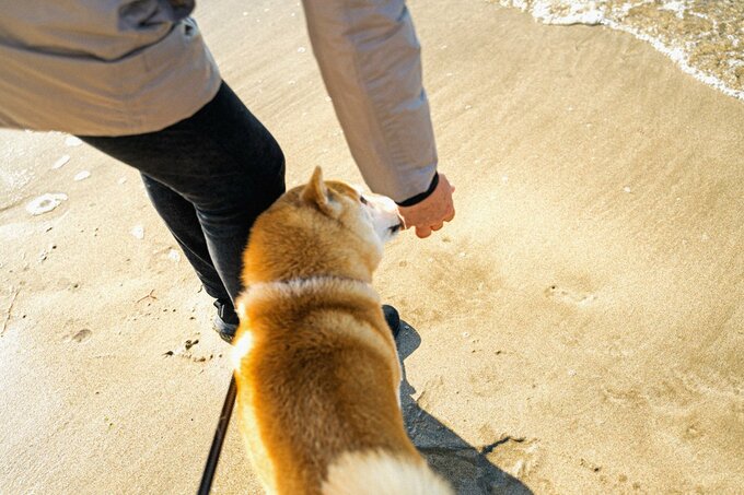 犬と海