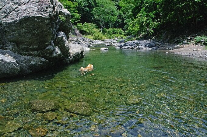 泳ぎ出せば大喝采