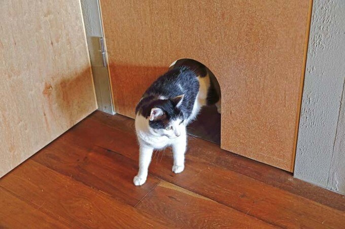 猫ドアを通る猫