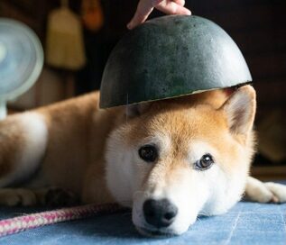 今日も犬は元気だよ。離れて暮らす妹とのやりとり＜inubot回覧板＞