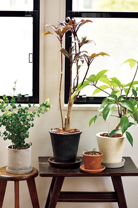 観葉植物