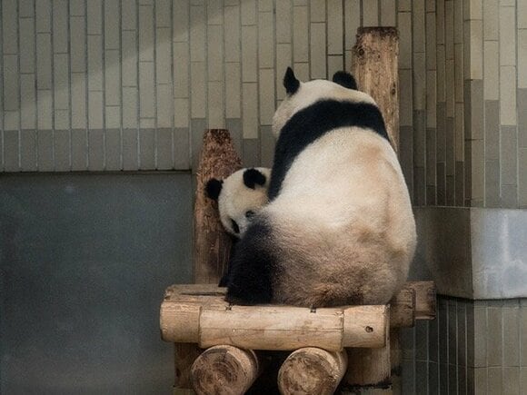 シャンシャンとシンシン