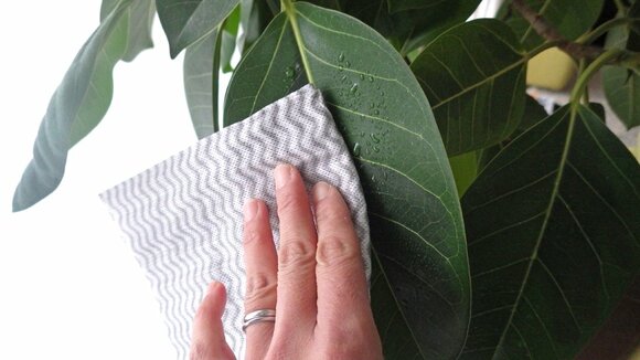 観葉植物のケア