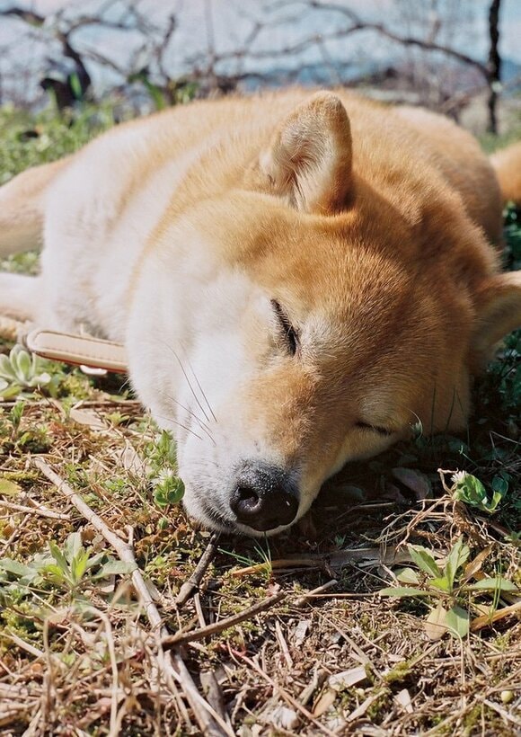睡眠の秋を満喫