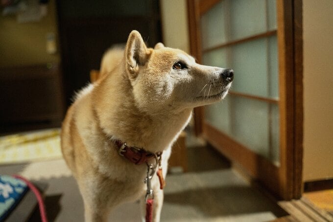 母のことを確かめる犬