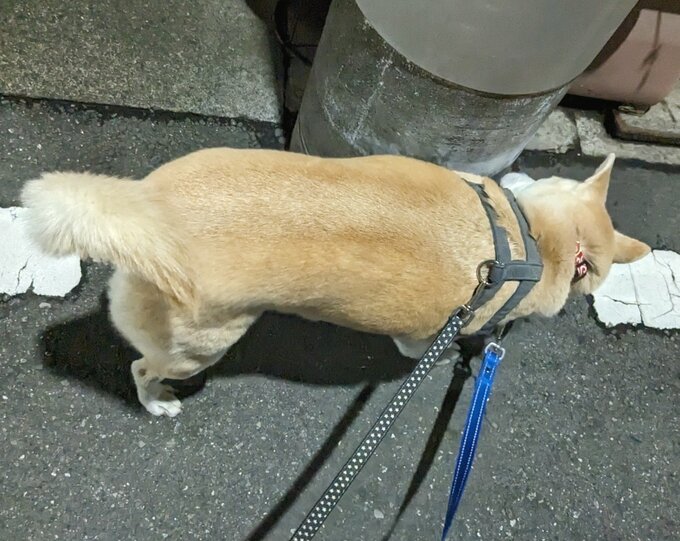 ふうちゃん