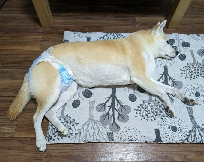 ふうちゃん