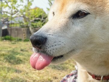 犬が「ほんまにイヤやった」と耐えたある日。ありがたいけれど犬にとってはありがたくないこと